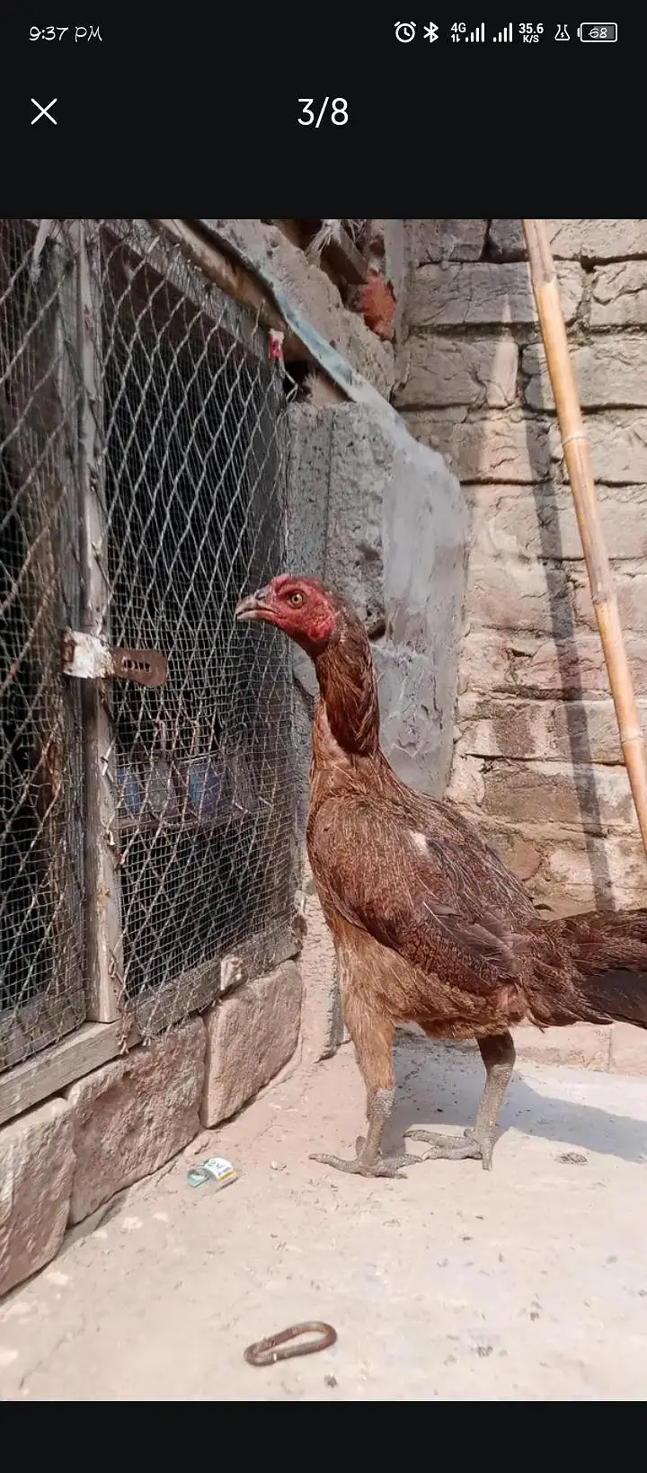 sab heldi active menasab price man jis bhai ko samj aye Rab ta kerlye — photo 7