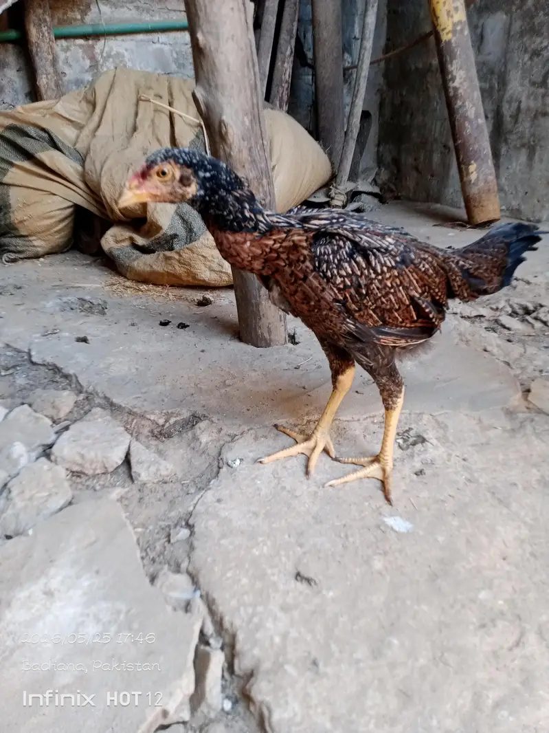 sab heldi active menasab price man jis bhai ko samj aye Rab ta kerlye — photo 8