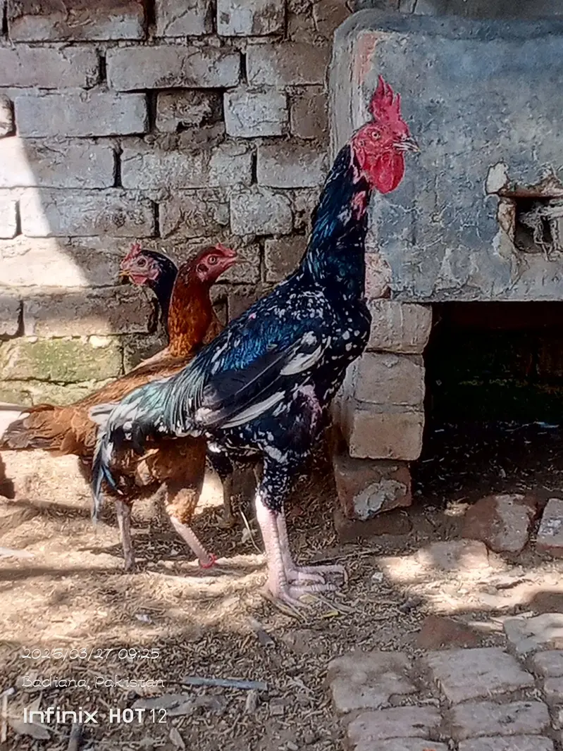 sab heldi active menasab price man jis bhai ko samj aye Rab ta kerlye — photo 11
