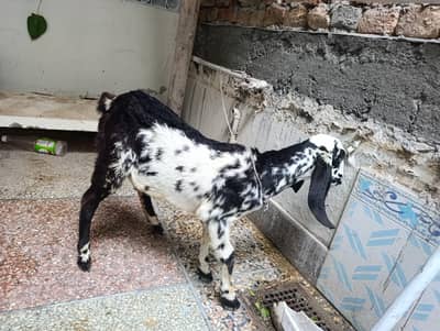Makhi cheeni Bakri available