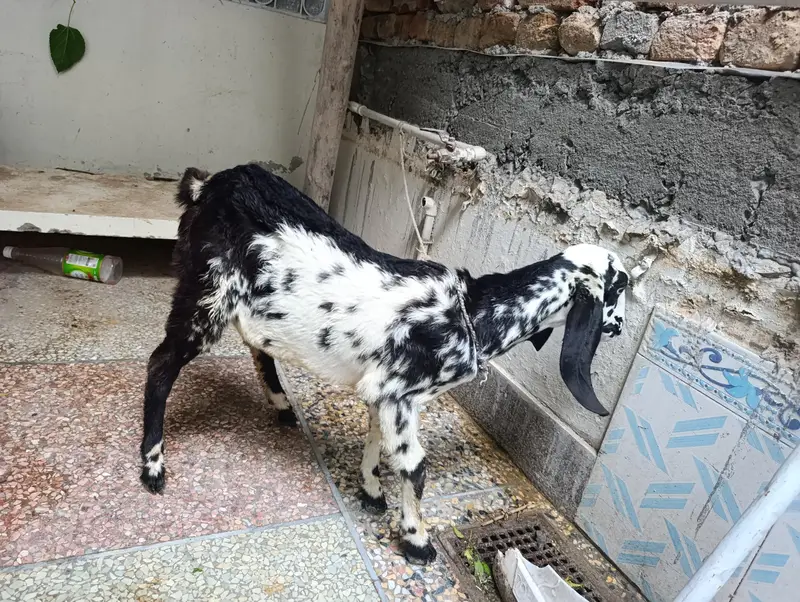 Makhi cheeni Bakri available