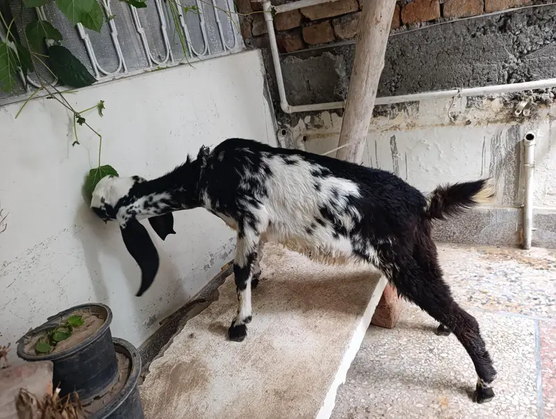 Makhi cheeni Bakri available — photo 2