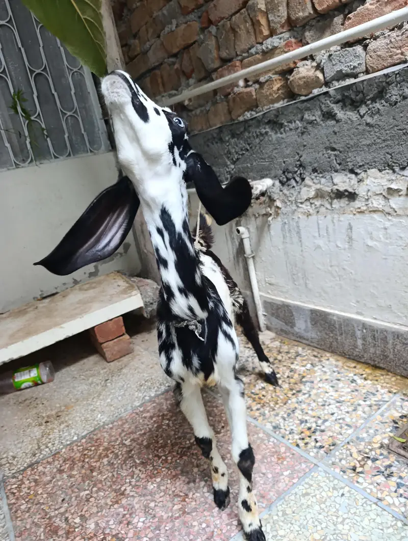 Makhi cheeni Bakri available — photo 3