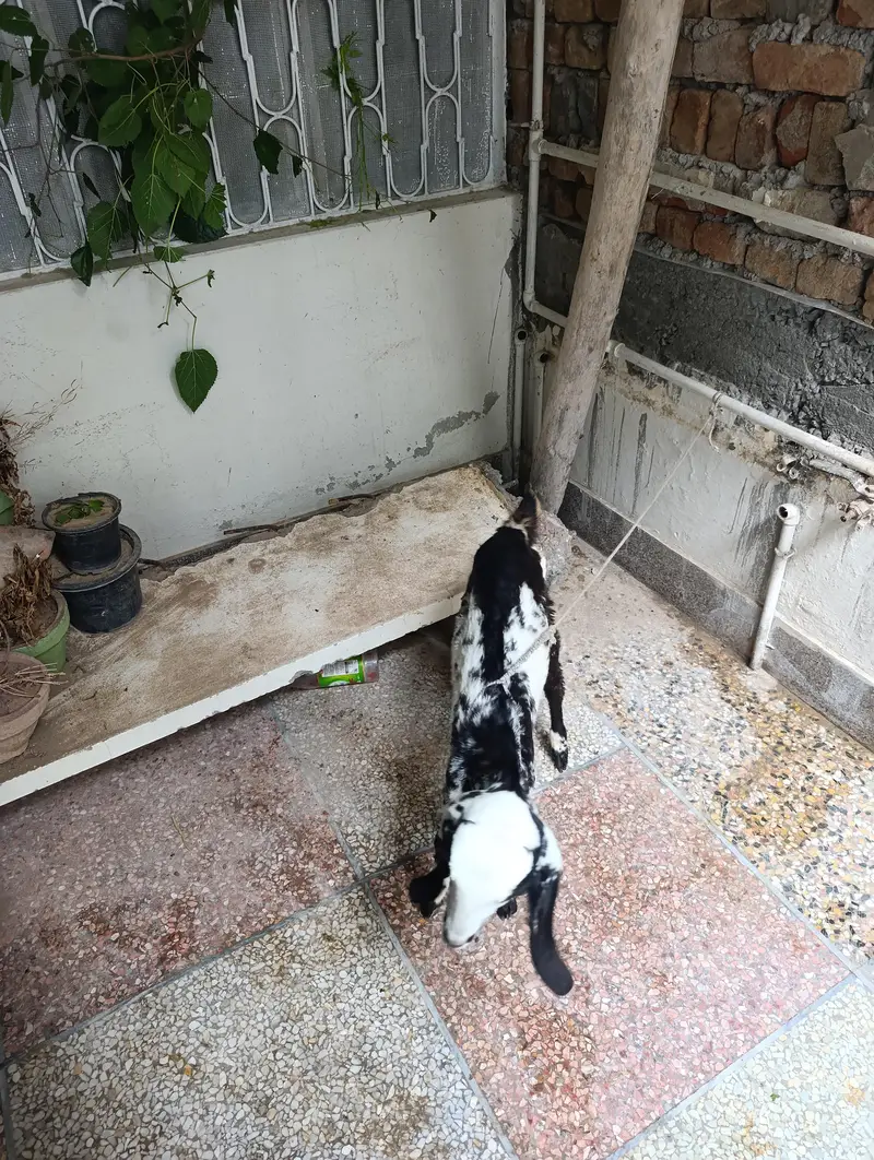 Makhi cheeni Bakri available — photo 4