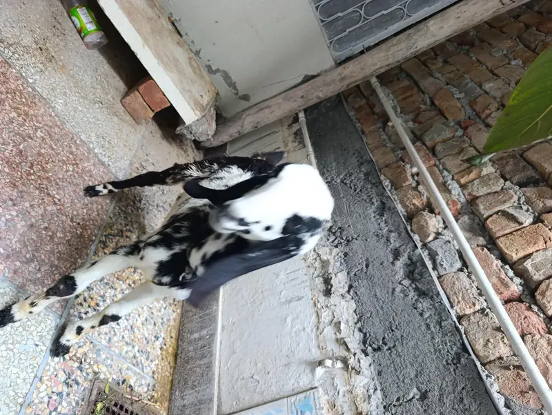 Makhi cheeni Bakri available — photo 5