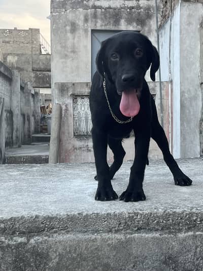 Labra puppy 5 months