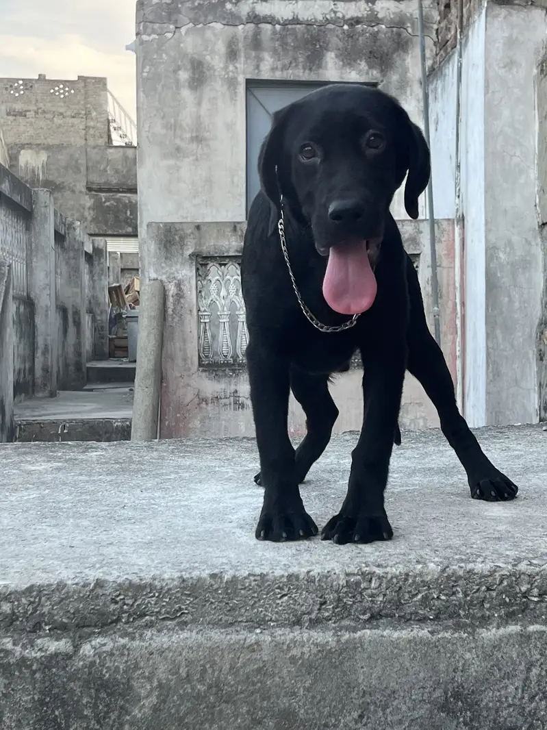Labra puppy 5 months