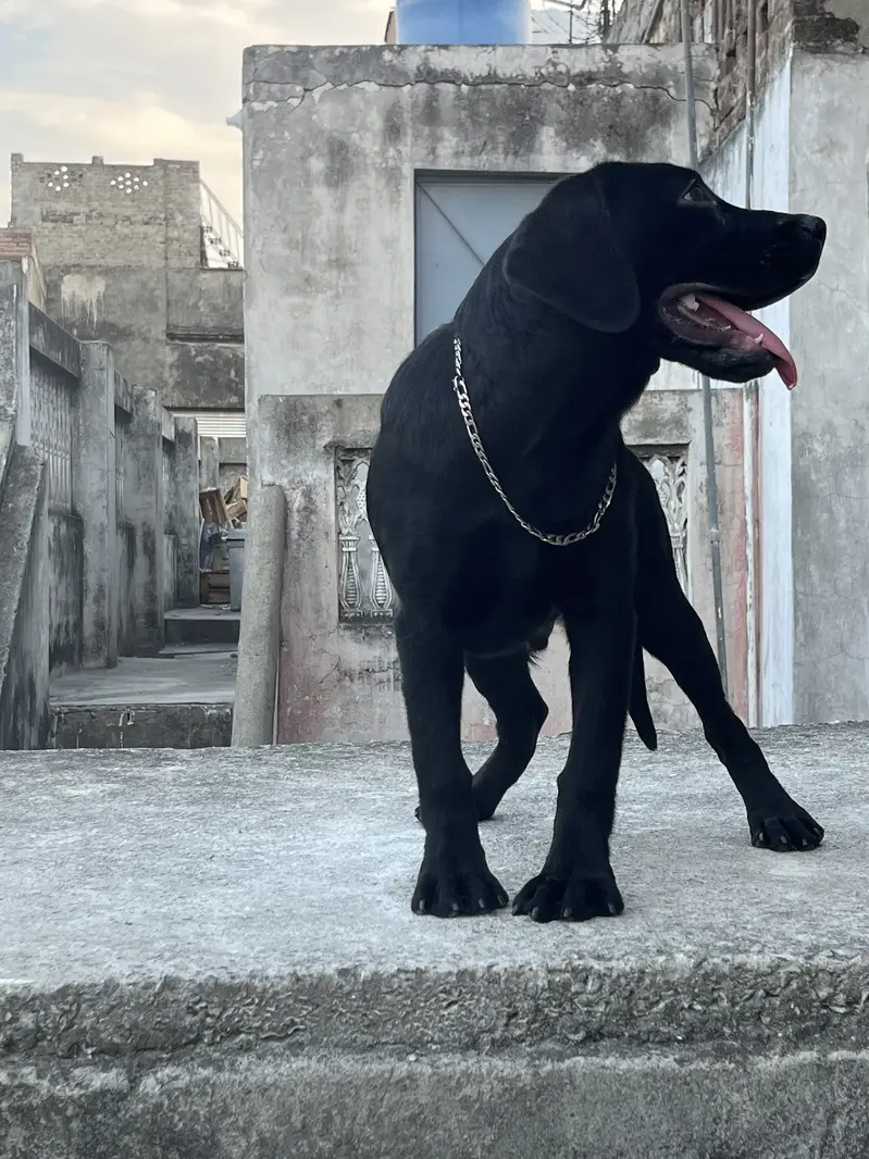 Labra puppy 5 months — photo 3
