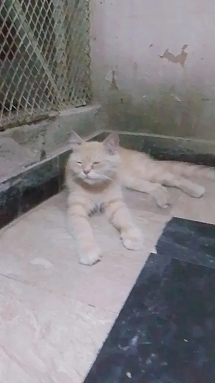 persion punch face cat
