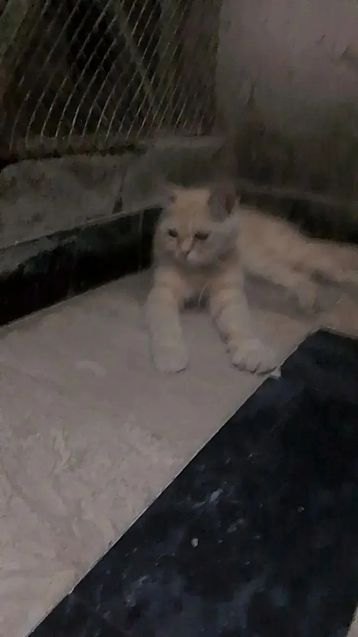 persion punch face cat — photo 2