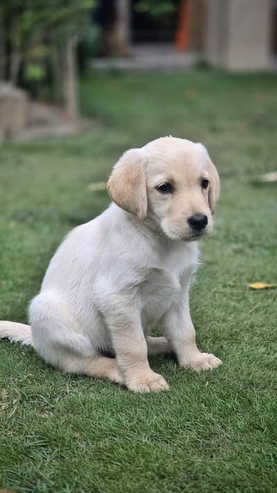 Labrador Puppies for Sale