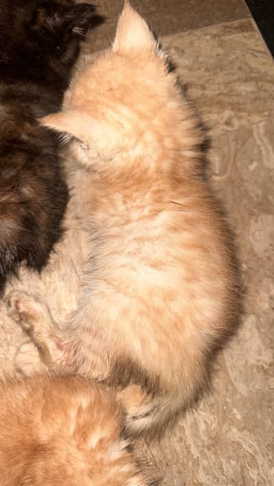 Golden kitten