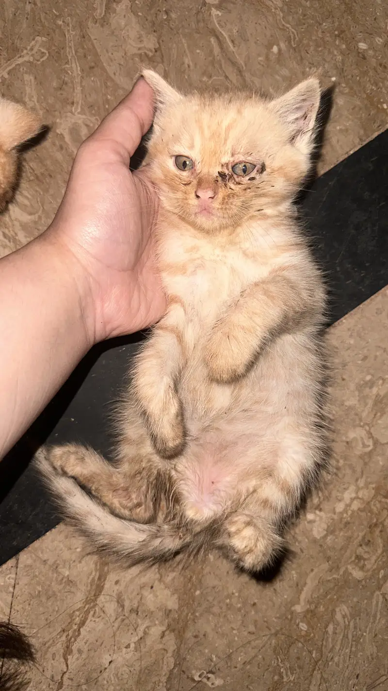 Golden kitten — photo 2
