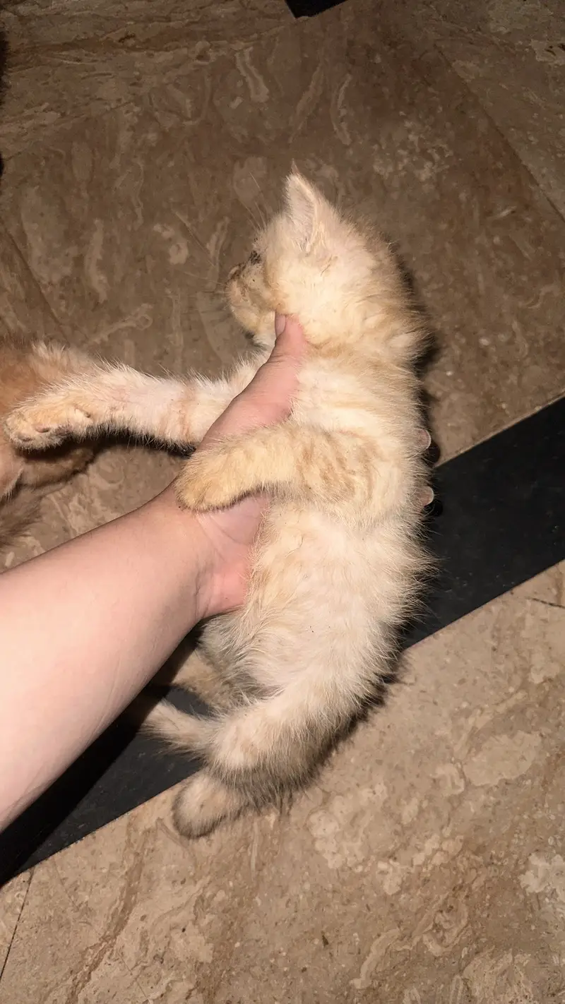 Golden kitten — photo 3