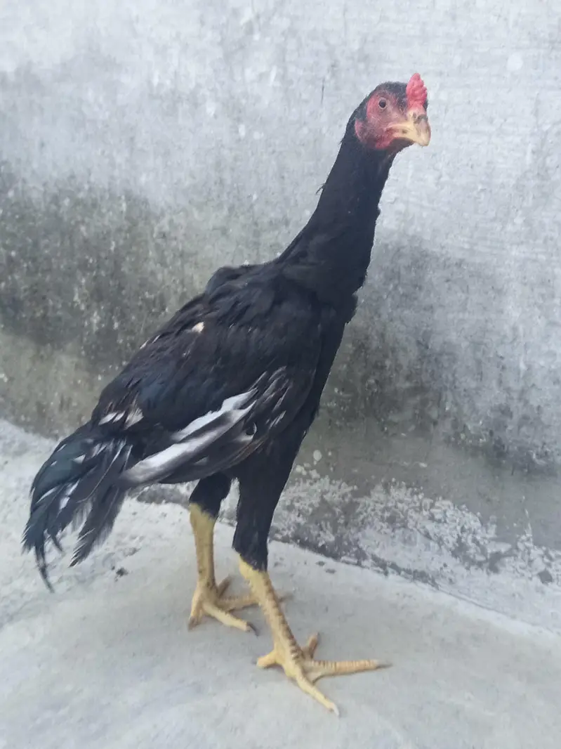 Mushka Aseel patha — photo 2