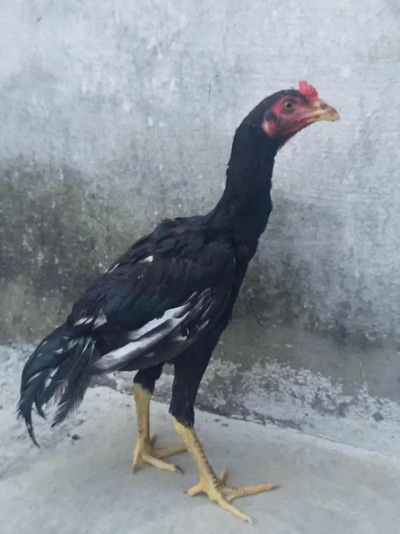 Mushka Aseel patha — photo 4