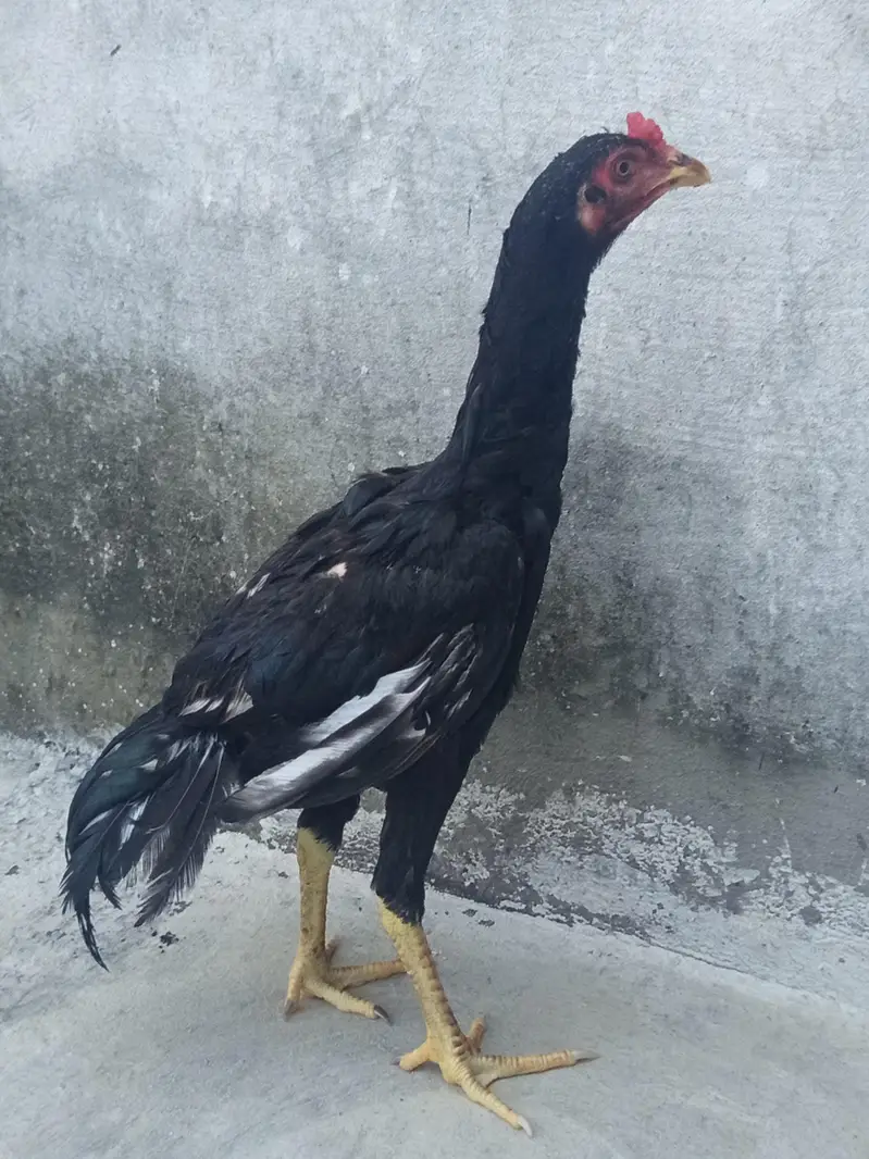 Mushka Aseel patha — photo 5