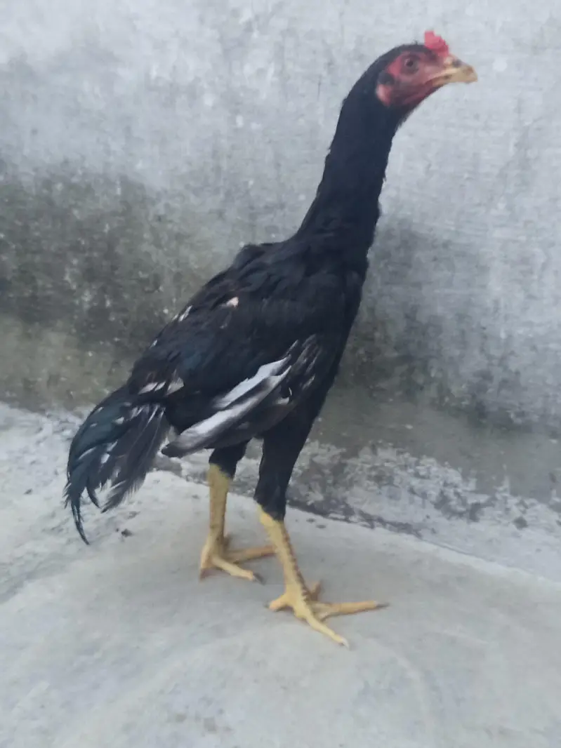 Mushka Aseel patha — photo 9