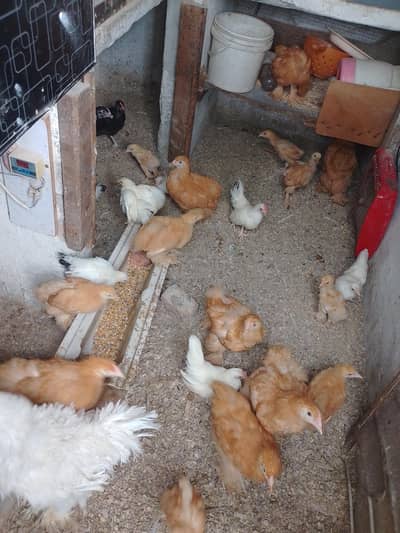 golden heavy buff chicks . Cochin