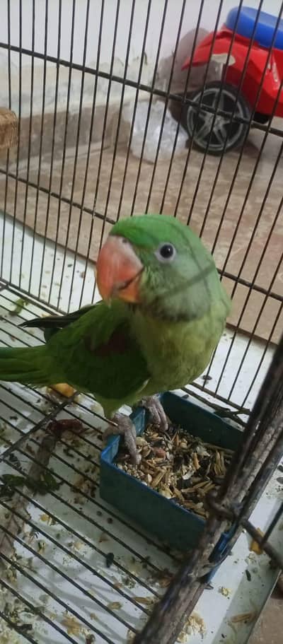 Pahari tota for sale Age Five month Active parrot