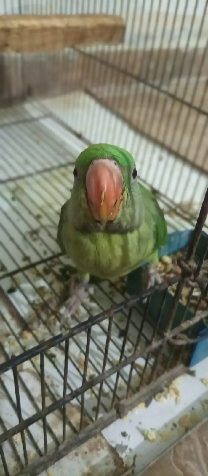 Pahari tota for sale Age Five month Active parrot — photo 2
