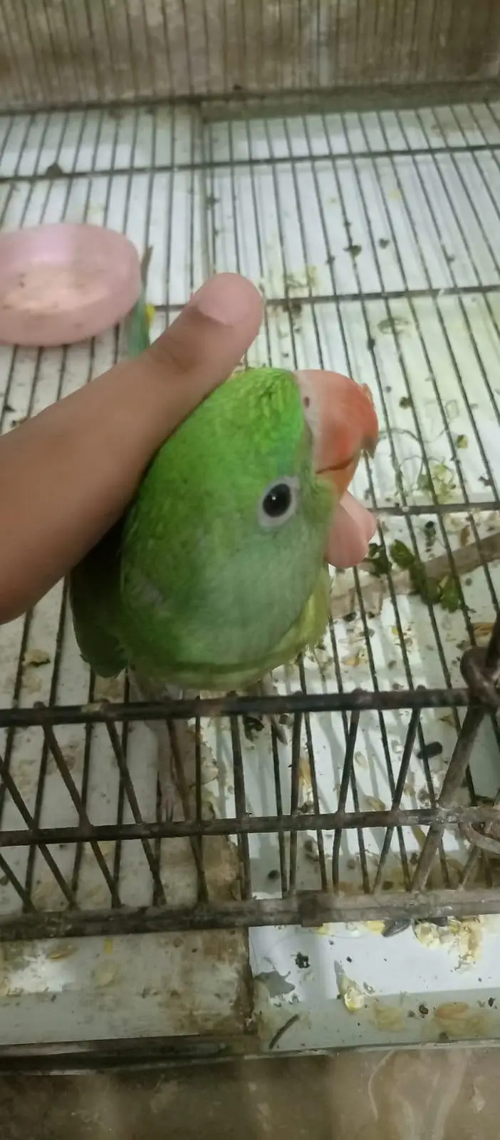 Pahari tota for sale Age Five month Active parrot — photo 3