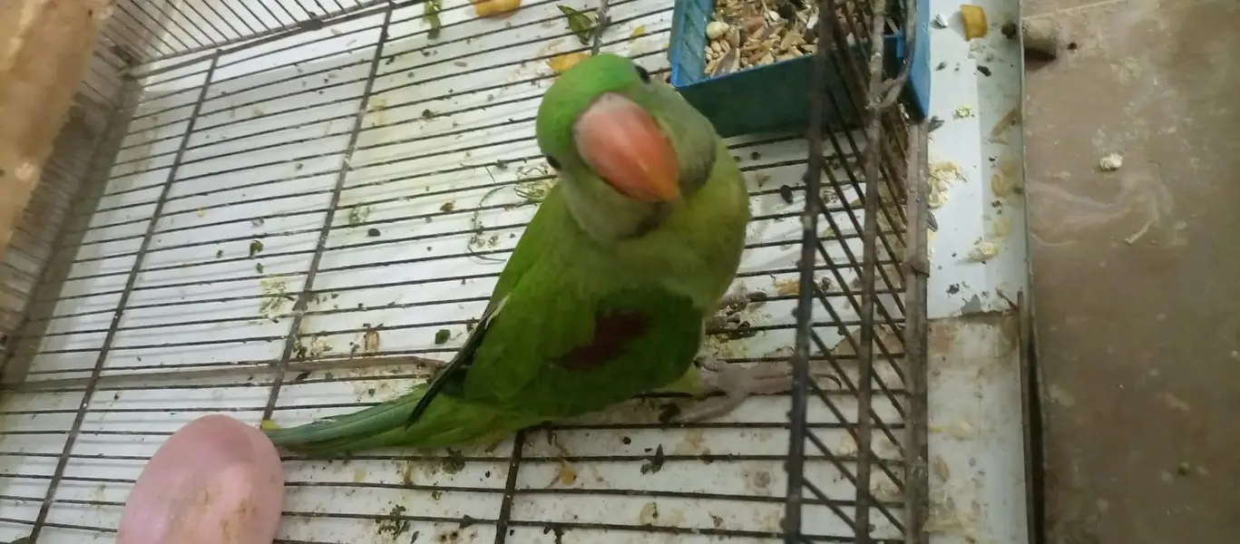 Pahari tota for sale Age Five month Active parrot — photo 4