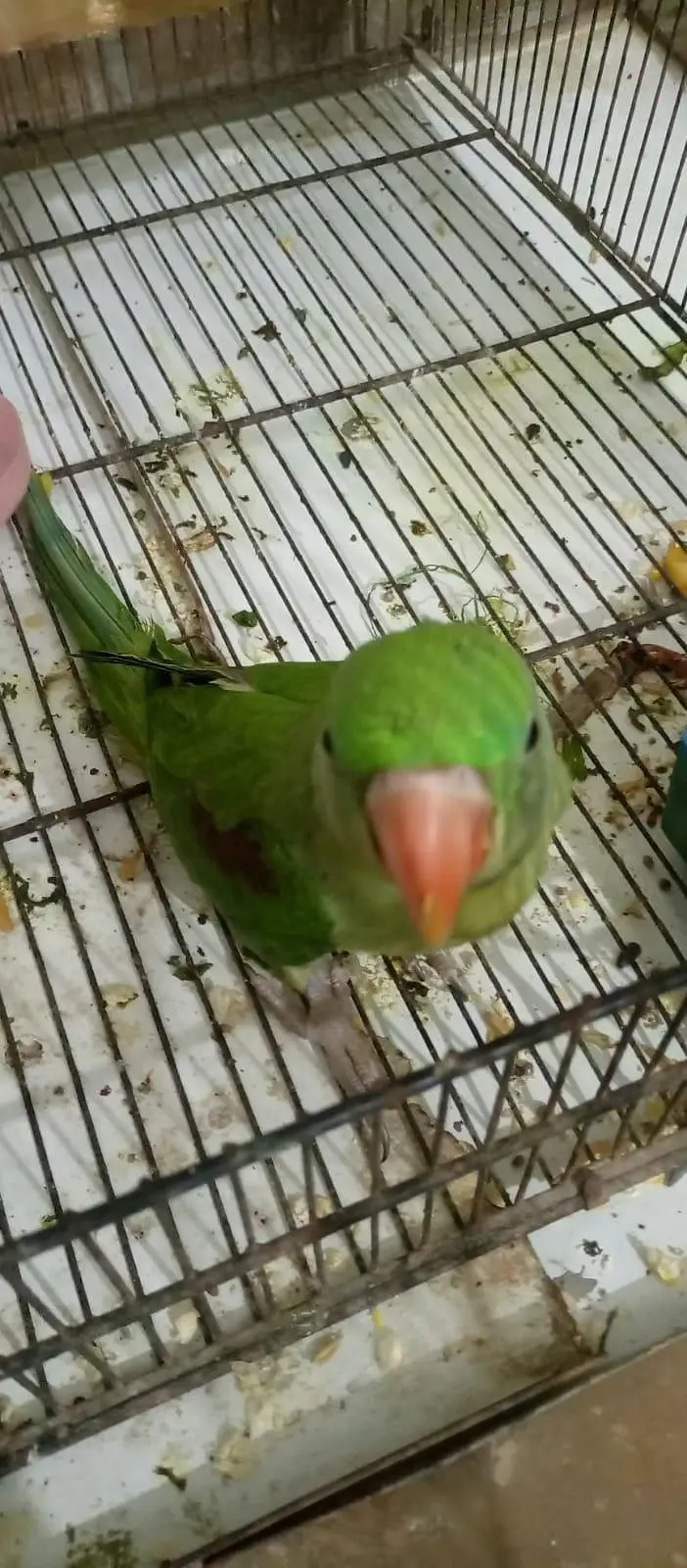 Pahari tota for sale Age Five month Active parrot — photo 5