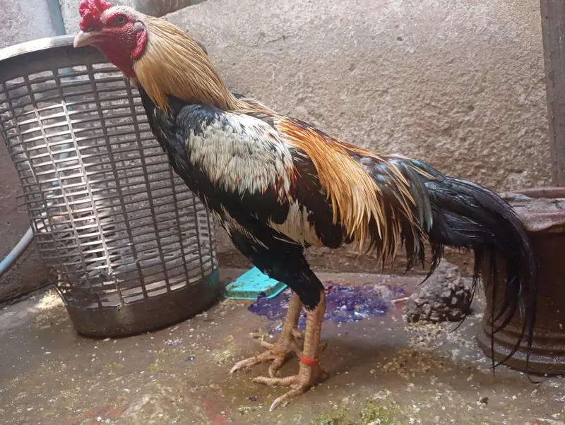 aseel murgha for sell — photo 5