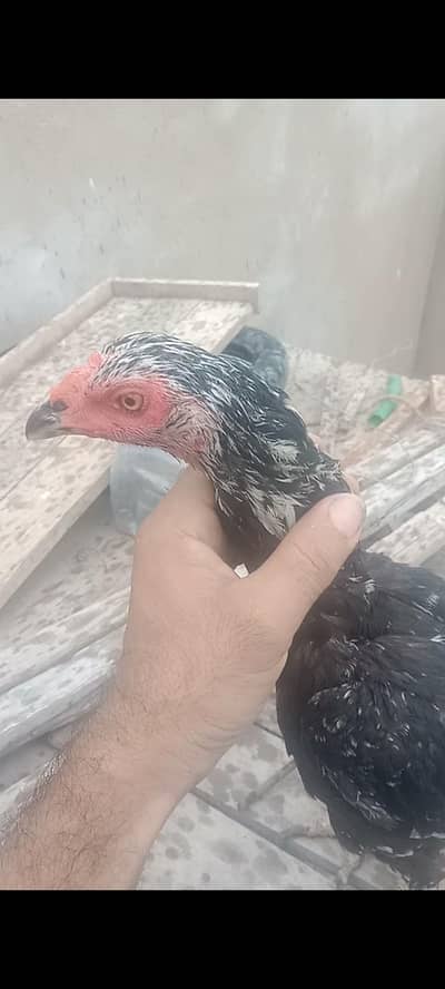 aseel birds setup for sale