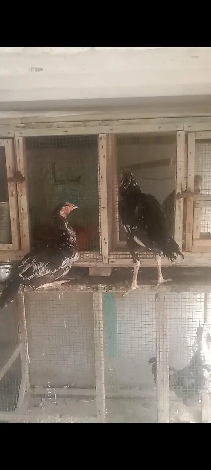 aseel birds setup for sale — photo 12