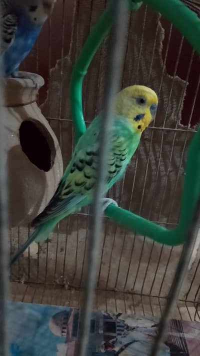 budgie breeder pair