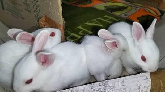 red eyes rabbit babies