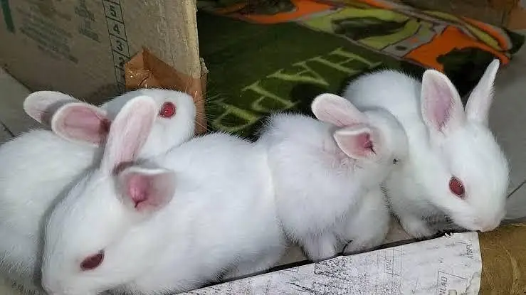 red eyes rabbit babies