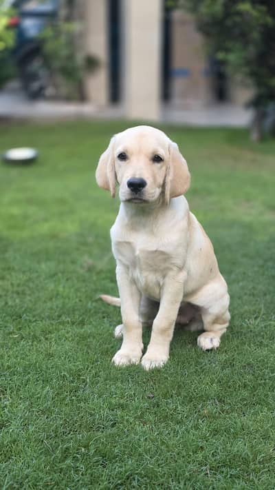 Labrador Puppies for Sale