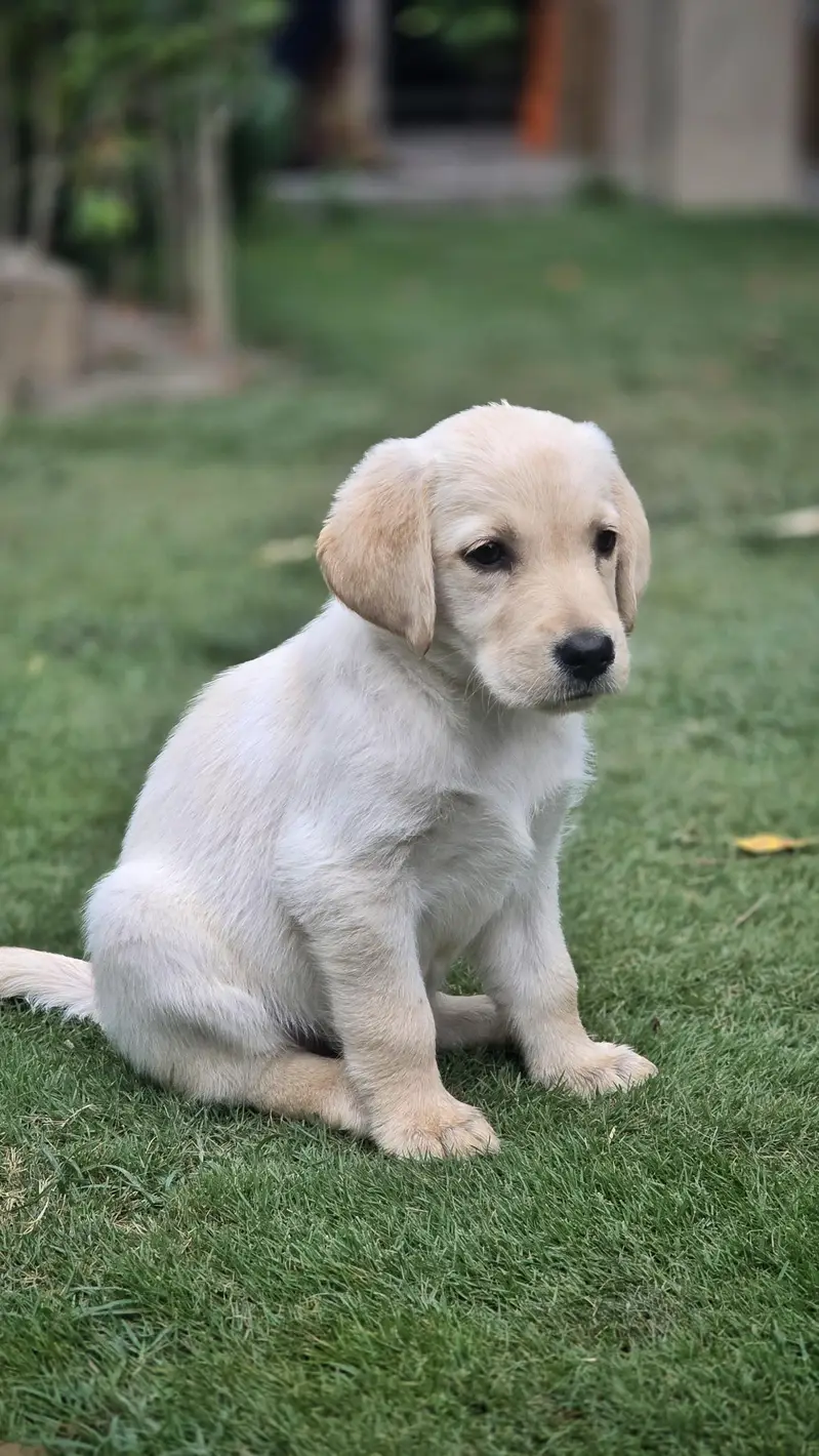 Labrador Puppies for Sale — photo 2