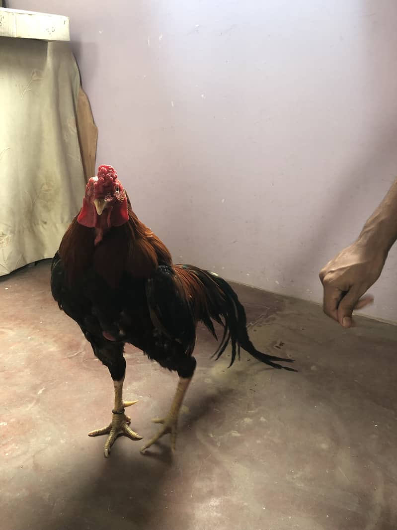 Murga 6