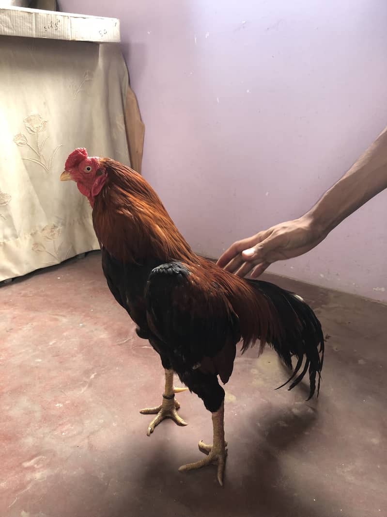 Murga 7