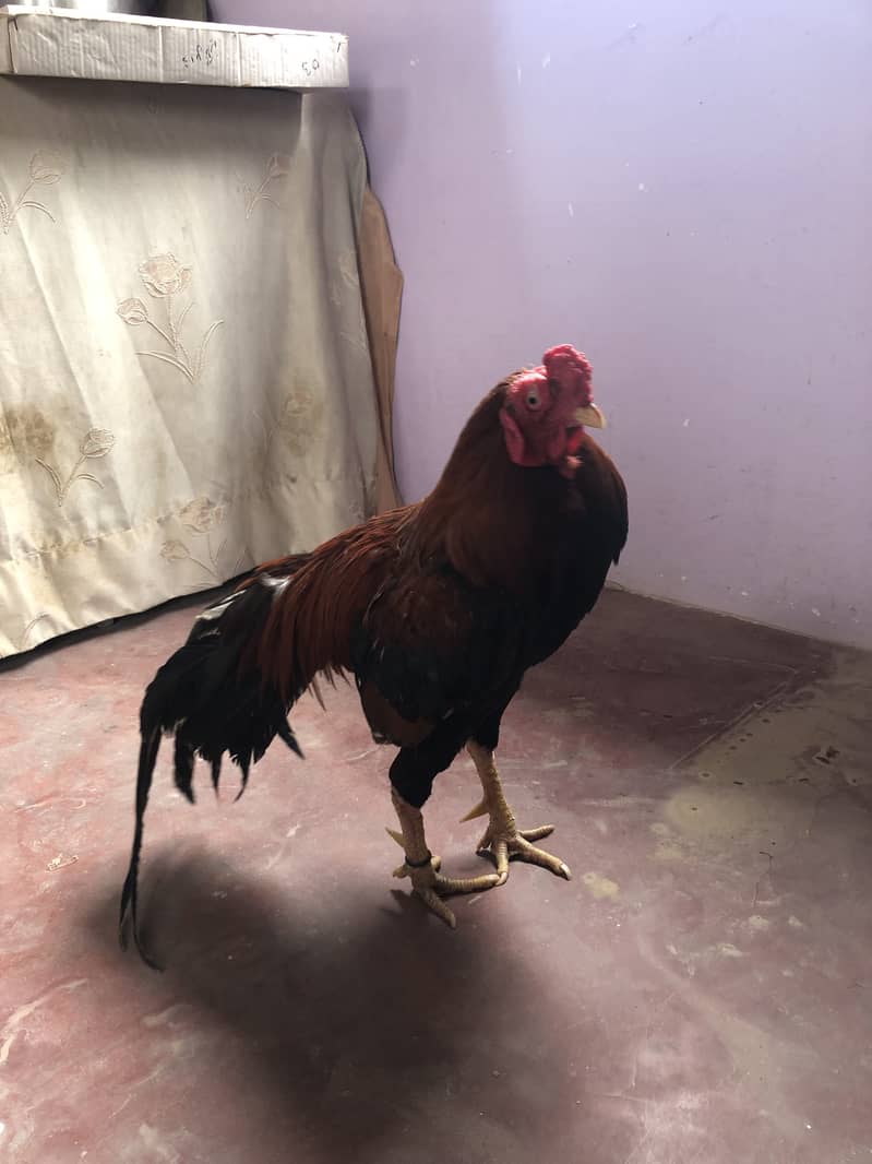 Murga 8