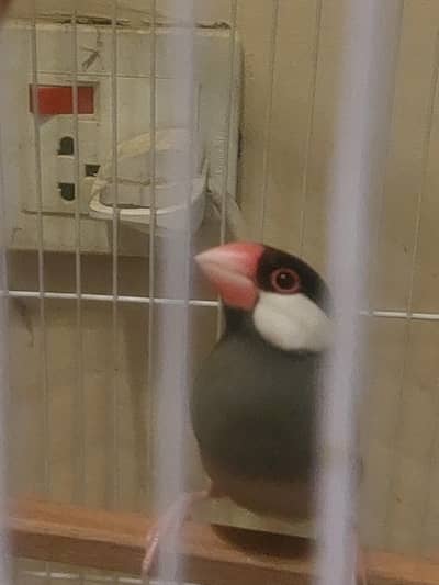 JAVA TAMED FINCHES Jumbo Size