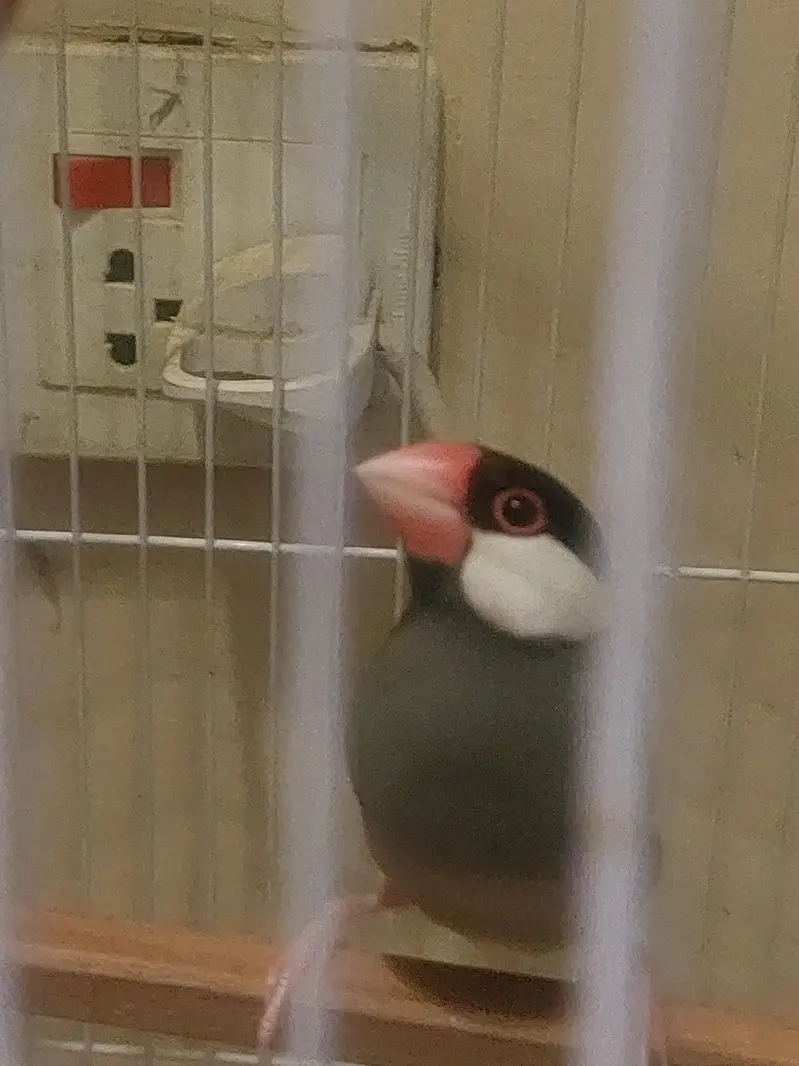 JAVA TAMED FINCHES Jumbo Size