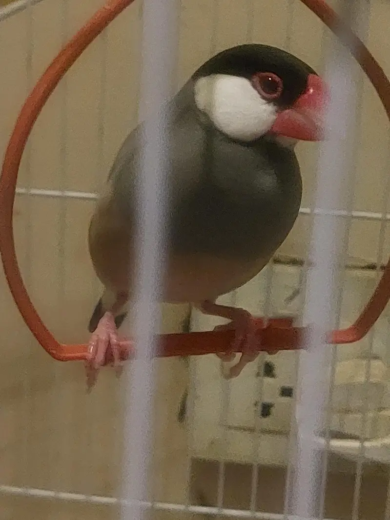 JAVA TAMED FINCHES Jumbo Size — photo 2