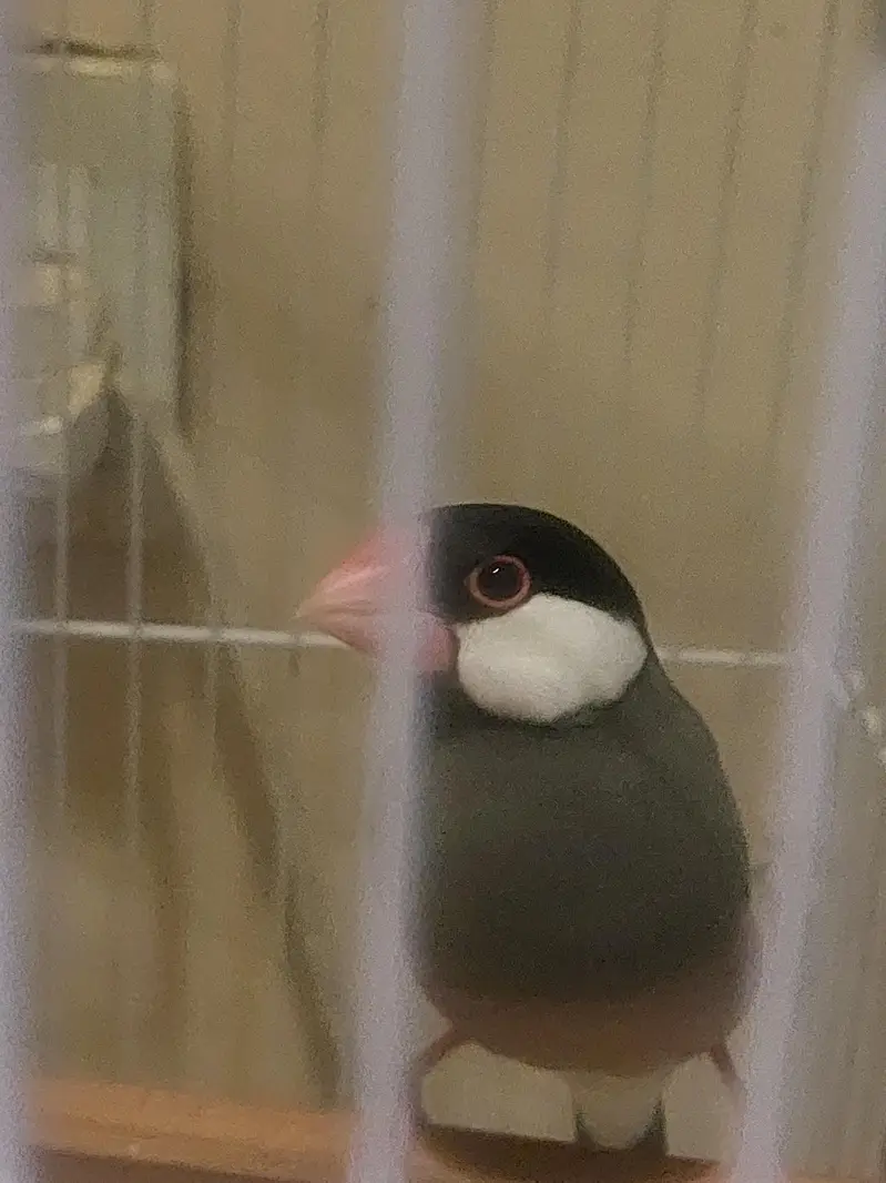 JAVA TAMED FINCHES Jumbo Size — photo 3