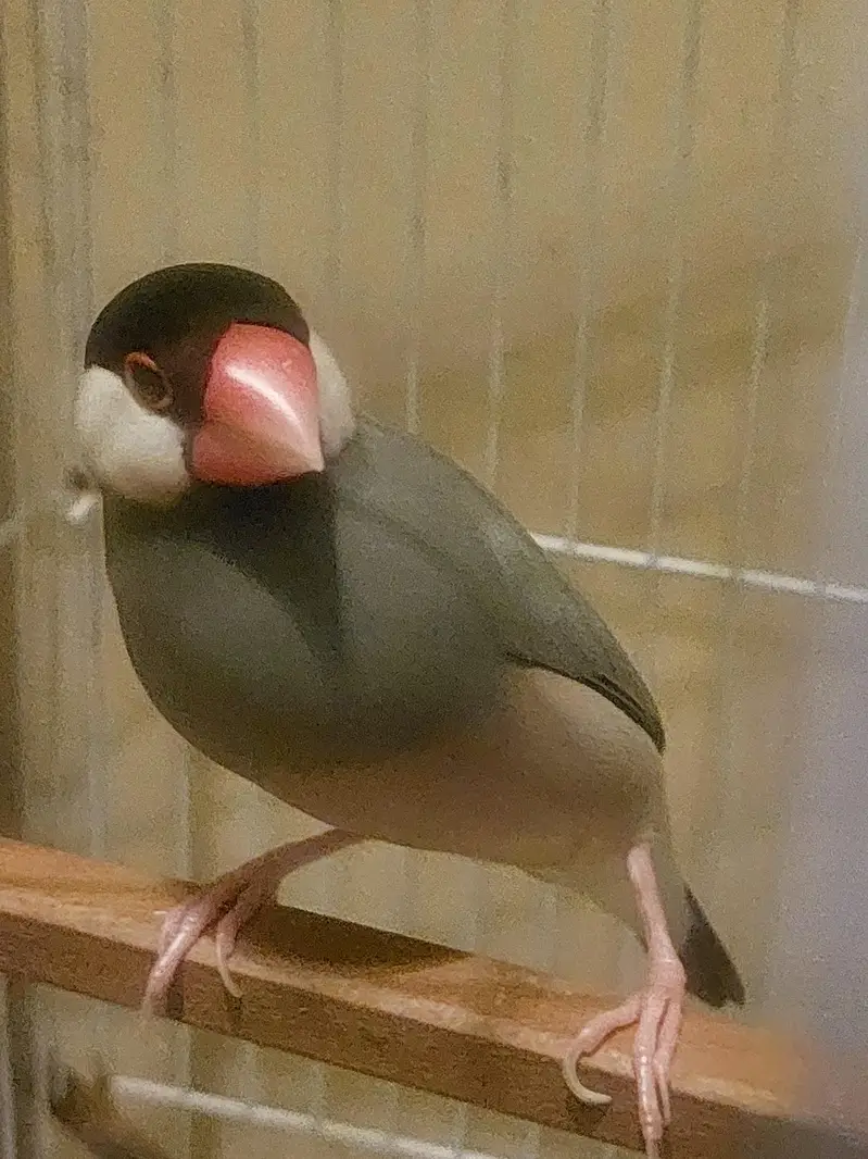 JAVA TAMED FINCHES Jumbo Size — photo 5