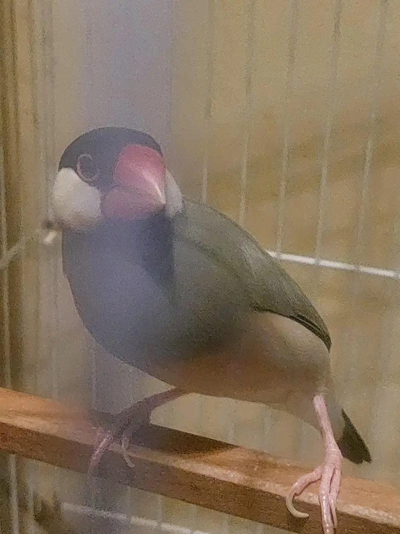 JAVA TAMED FINCHES Jumbo Size — photo 7