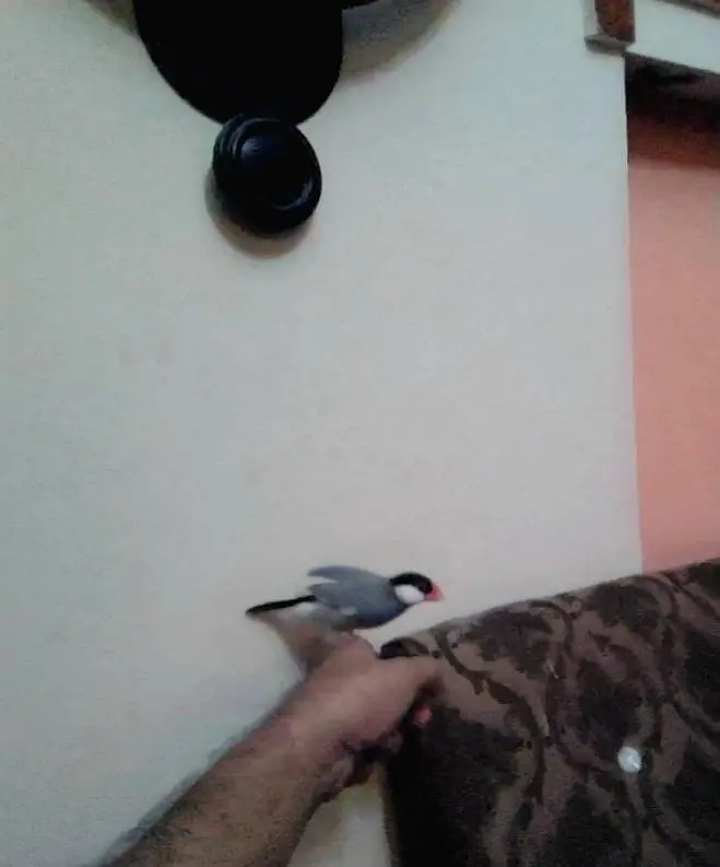 JAVA TAMED FINCHES Jumbo Size — photo 8