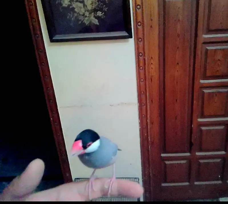 JAVA TAMED FINCHES Jumbo Size — photo 9