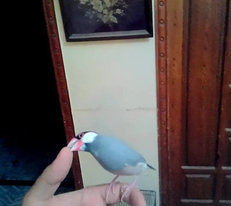 JAVA TAMED FINCHES Jumbo Size — photo 10