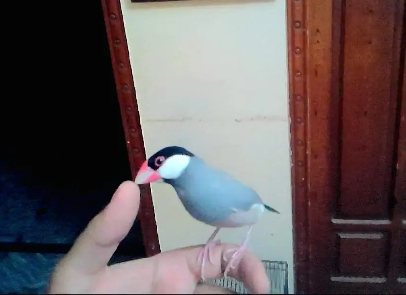 JAVA TAMED FINCHES Jumbo Size — photo 11
