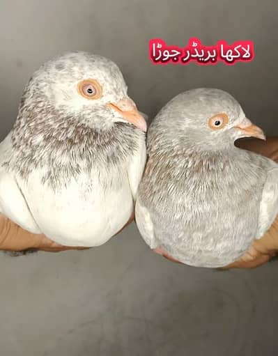 joro wale breeder kabootar pigeon